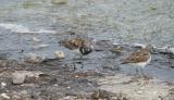 Ruddy Turnstone