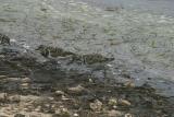 Ruddy Turnstones