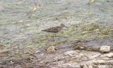 Western Sandpiper