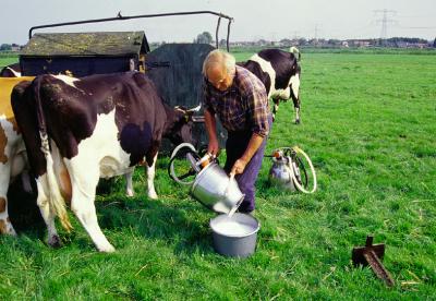 Het witte goud