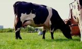 Ouderwetse Noord-Hollandse zwartbonte koe, dus GEEN holsteiner