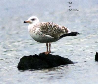 u38/godwit/medium/25295820.GBBG20_filtered.jpg