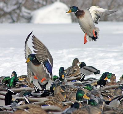 Crowded landing.