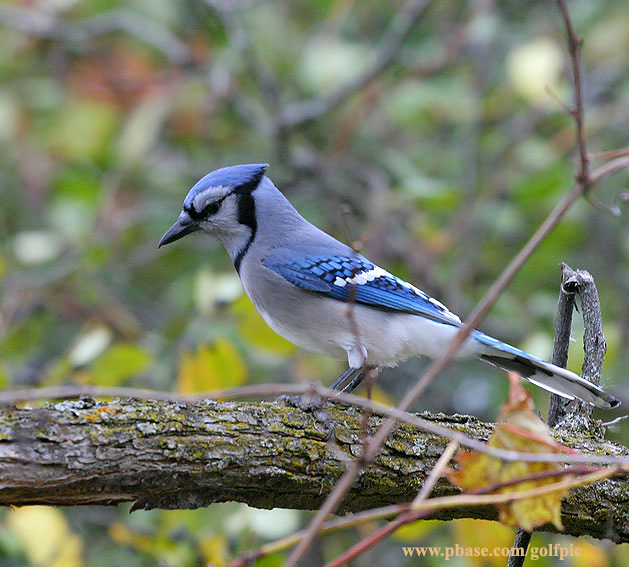 Blue Jay