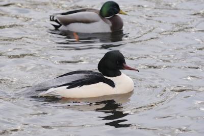 Goosander