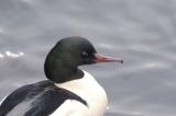 Goosander