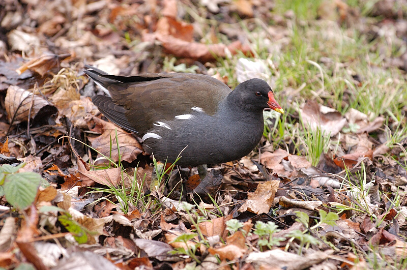 Moorhen