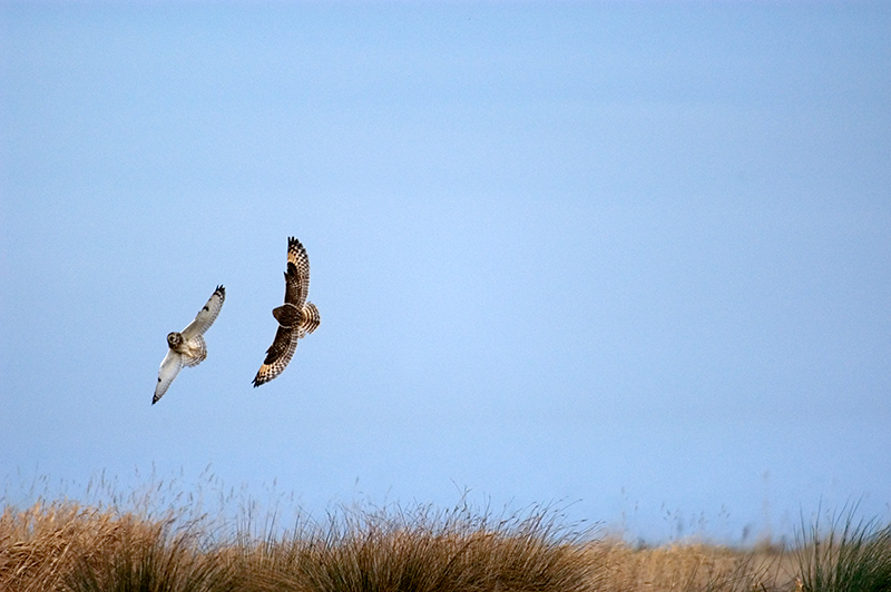 Short-eared Owl - Top Gun 1