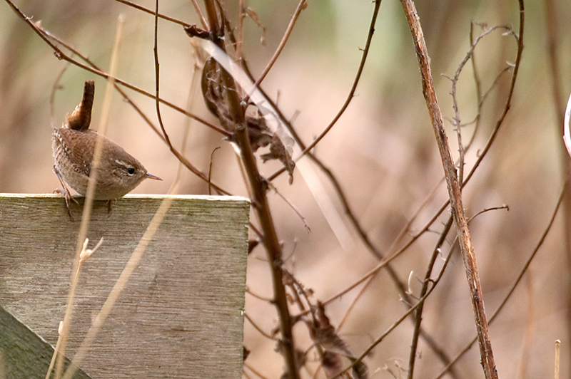 Wren