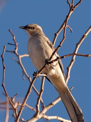 Mockingbird In Tree