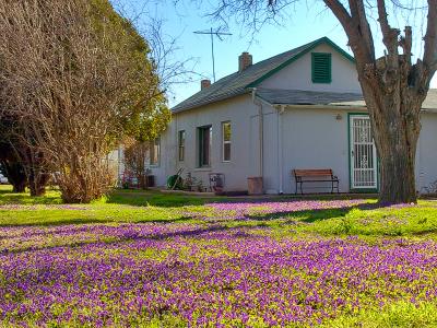 Old House - Spring Flowers
