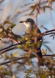 Mockingbird In Bush