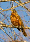 American Robin #3