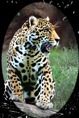 Leopard  Challenge copy.jpg
