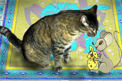 Cat Challenge copy.jpg