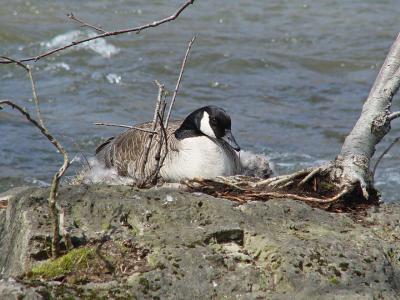 Canada Goose 02