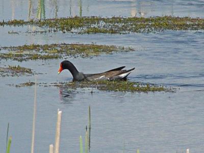 Common Moorhen 01