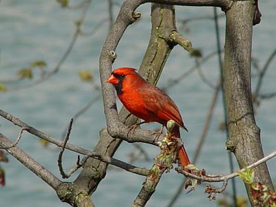 u38/grizzlyike/medium/32147841.NorthernCardinalm01.jpg