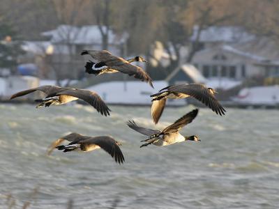 Canada Goose 03