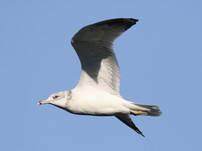 Ring-billed 02