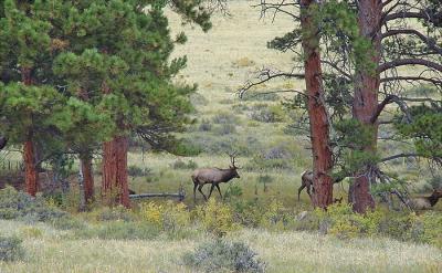 Elk Bedding Down for the Night