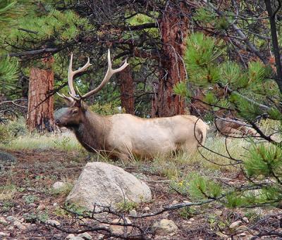 Bull Elk Posing