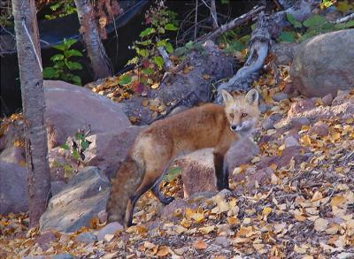 Red Fox