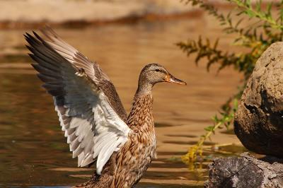 Mallard Stretching Her Wings