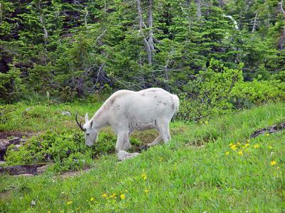 Grazing Goat