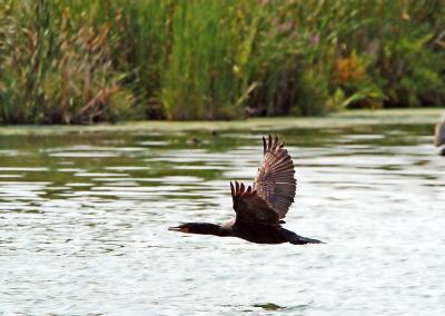 Double-Crested Cormorant in Flight