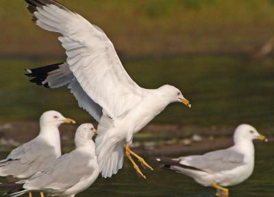 Ring-Billed Gull