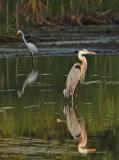 Heron and Egret Sharing a Marsh