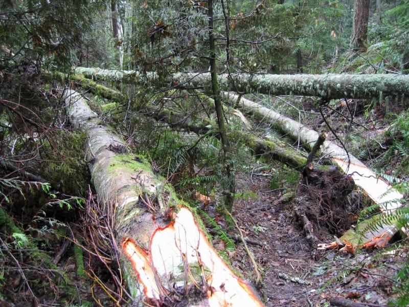 Blowdown<br>De Leo Wall Trail</br>