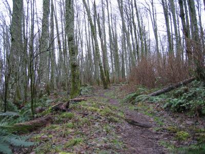 Lost Beagle Trail