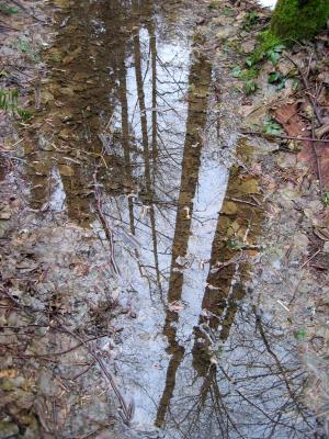 Puddle ReflectionEast Fork Trail