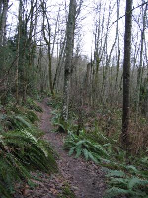Shy Bear Trail