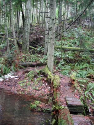 Log BridgeDeceiver Trail