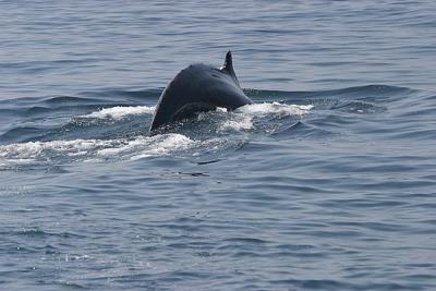 Humpback Whale