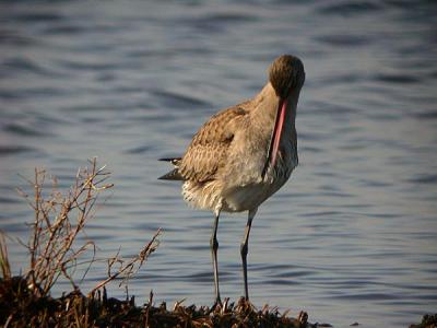 Hudsonian Godwit