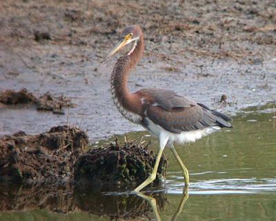 Tricolored Heron