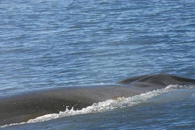 Fin Whale