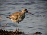 Hudsonian Godwit