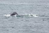 Fin Whale