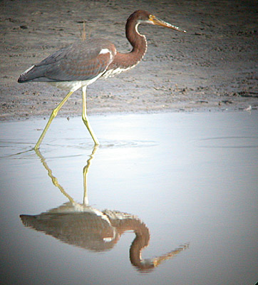 Tricolored Heron