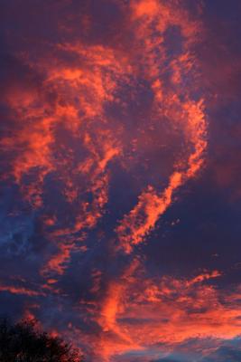 IMG_8387.jpg