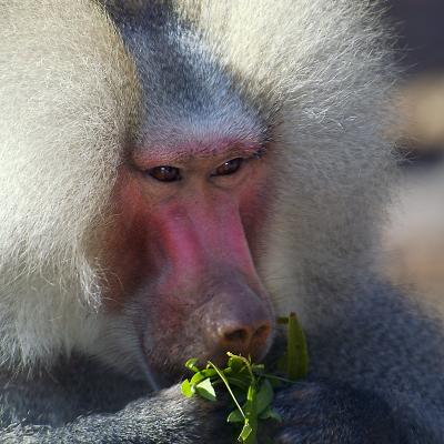 Baboon snack