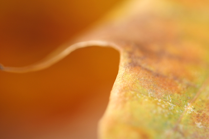 Leaf Blur