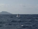Zamami Island Whale Watching