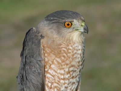 Coopers Hawk adult male