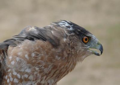Coopers Hawk adult female